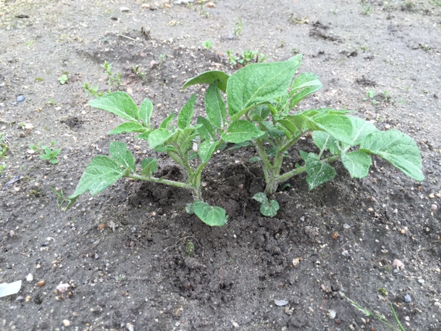 ずぼらでもできる家庭菜園 ジャガイモの芽かき トマト ピーマン ナスの植え付けをしました 4月19日 広島ヘミシンク センター