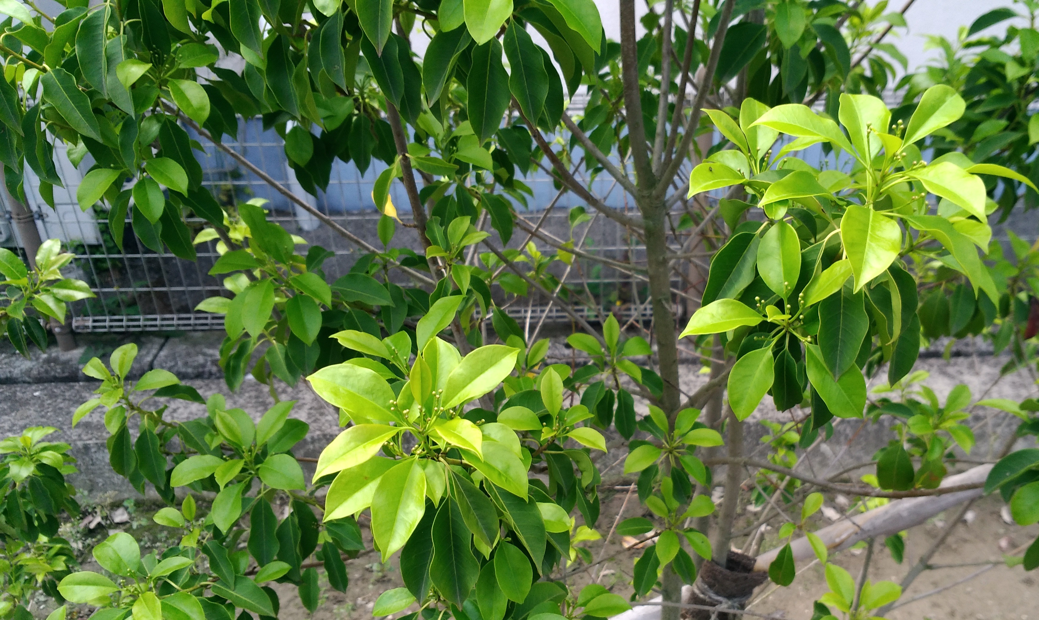 ソヨゴ を植えて 1年または1年半経ちました 黄色い葉が目立つ木には 施肥 しました 広島ヘミシンク センター