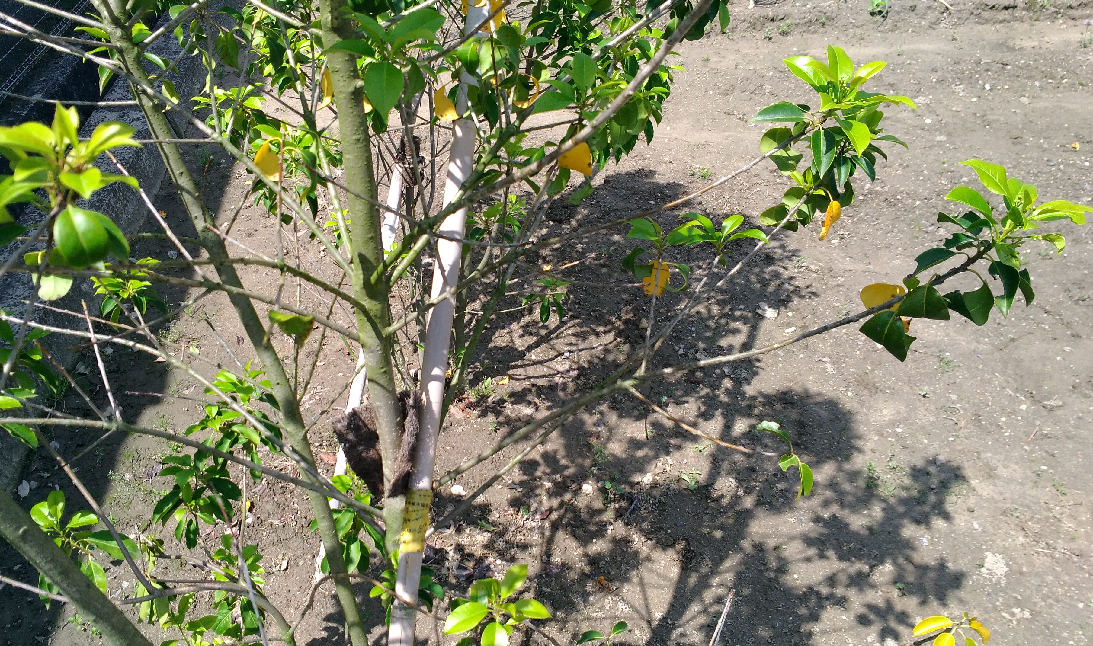 ソヨゴ を植えて 1年または1年半経ちました 黄色い葉が目立つ木には 施肥 しました 広島ヘミシンク センター