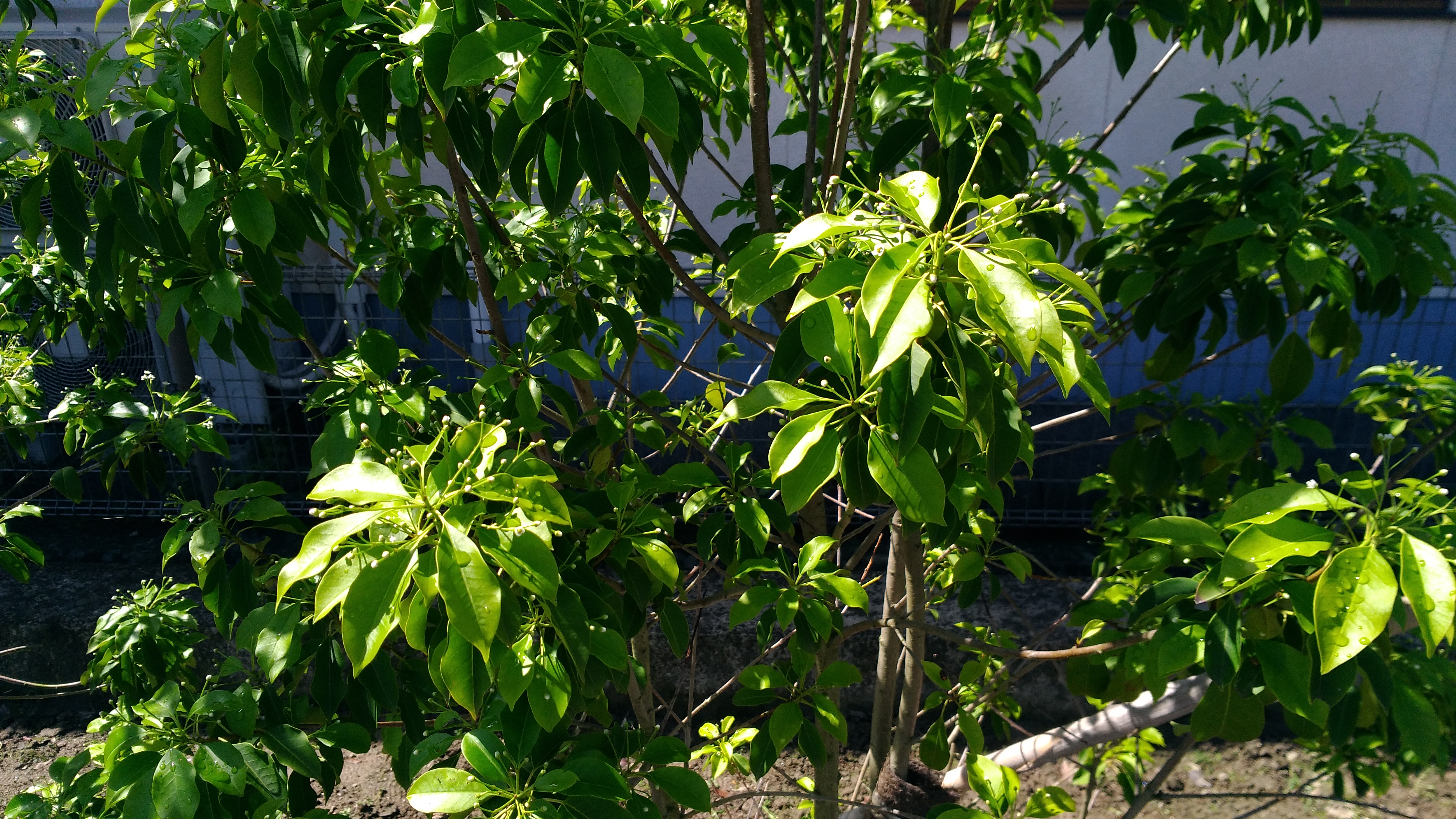 6月になり ソヨゴ の木が一層元気になりました ソヨゴの成長具合についてもご紹介します 広島ヘミシンク センター