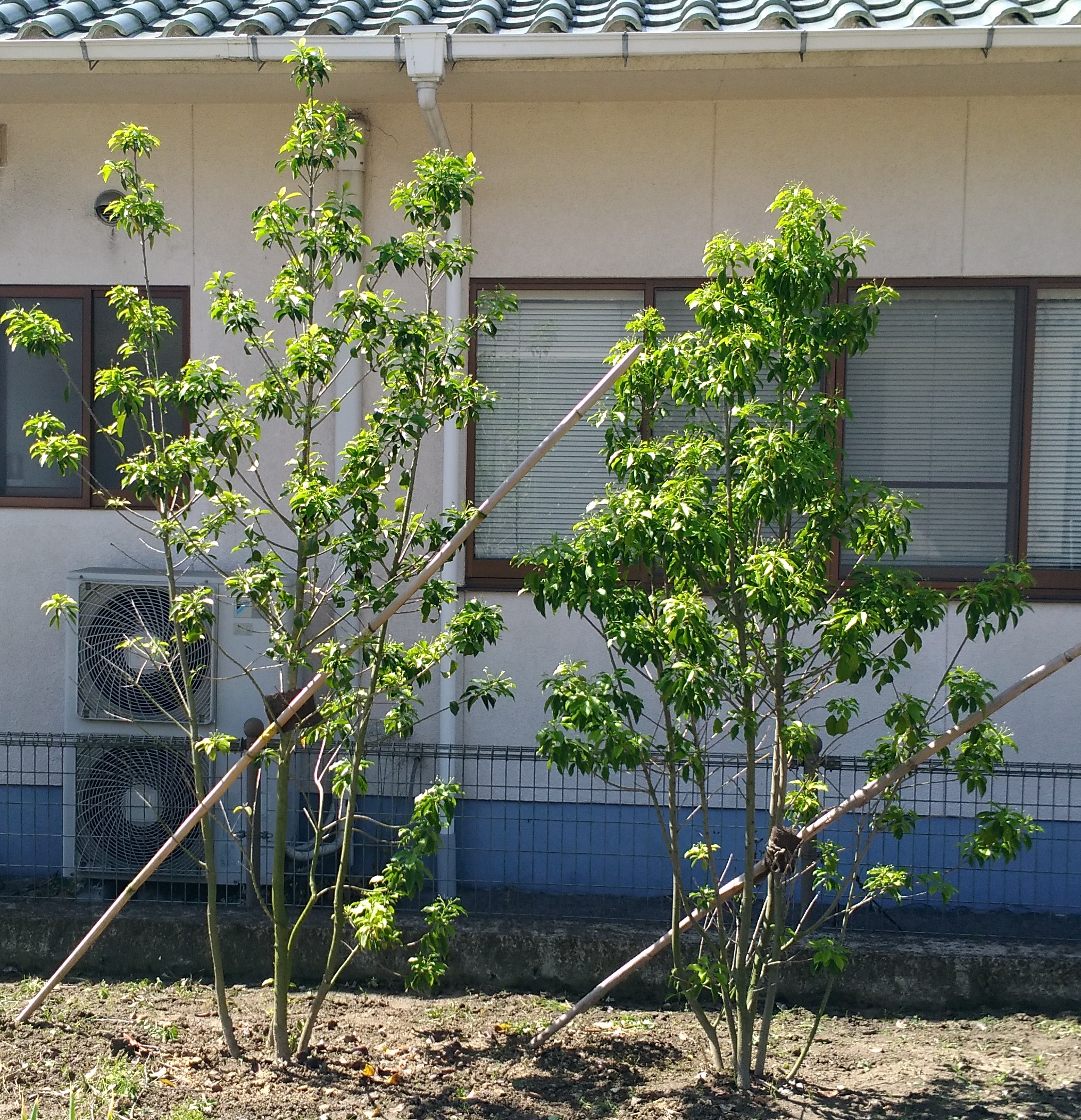 6月になり ソヨゴ の木が一層元気になりました ソヨゴの成長具合についてもご紹介します 広島ヘミシンク センター